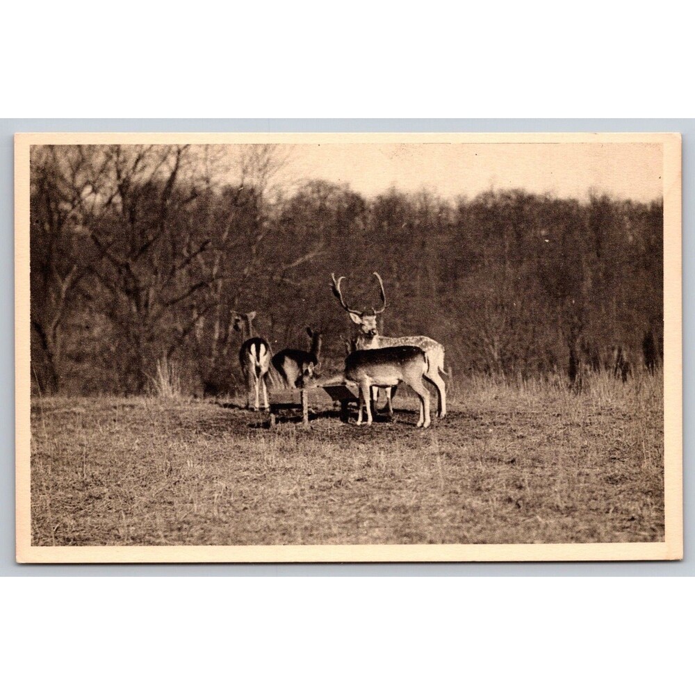 Vintage Postcard Deer Paddock South Mountain Reservation New Jersey NJ Martcraft